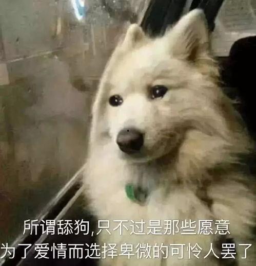 娱乐吃瓜酱舔狗