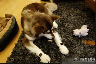 娱乐吃瓜酱救狗还是救人